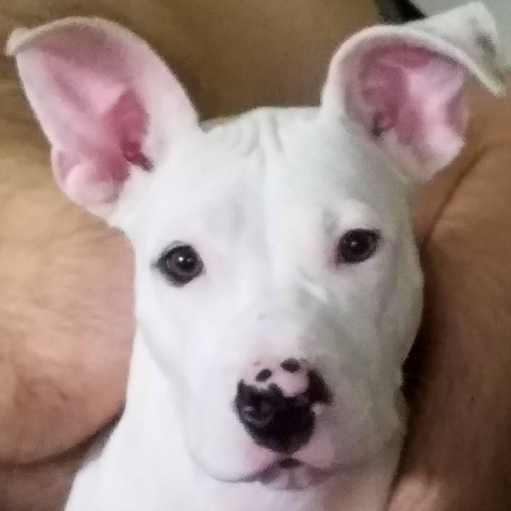 Meet your Posher, Renee