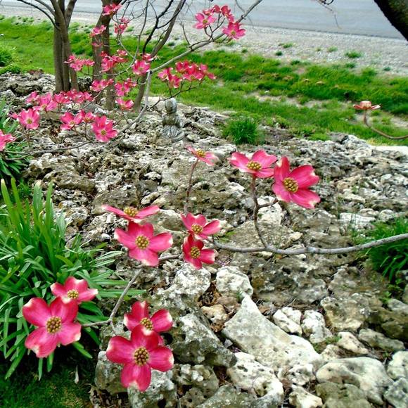 Meet your Posher, Shanda - Picture 1 of 1