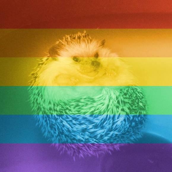 Meet your Posher, Kylee - Picture 1 of 1