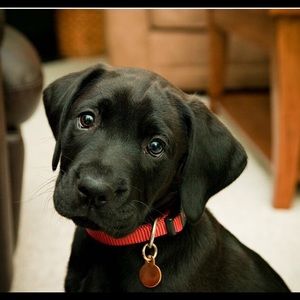 Meet your Posher, Sofia