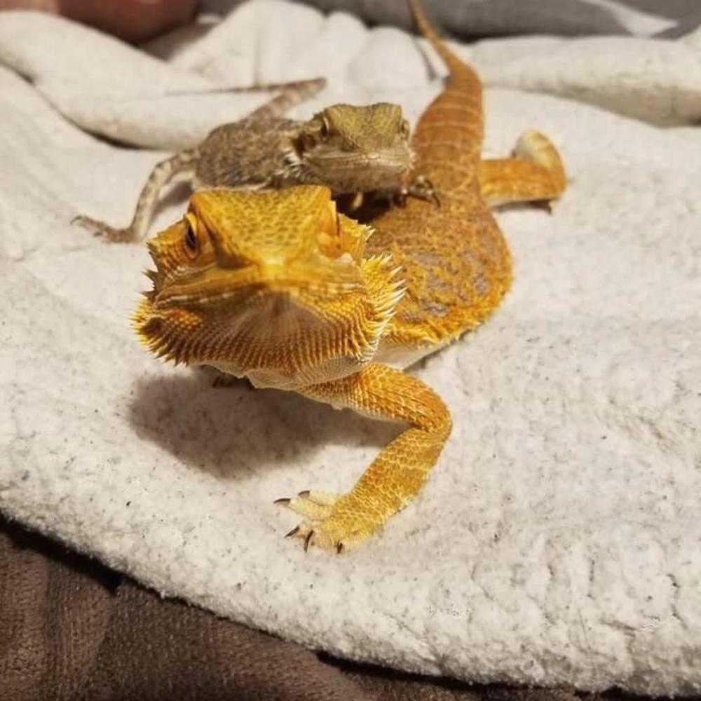 Meet your Posher, Kayla