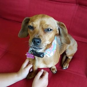 Meet your Posher, Trisha