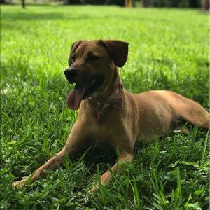 Meet your Posher, Mia