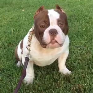 Meet your Posher, Christopher chase