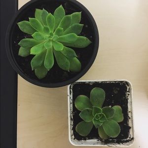 Meet your Posher, Alejandra