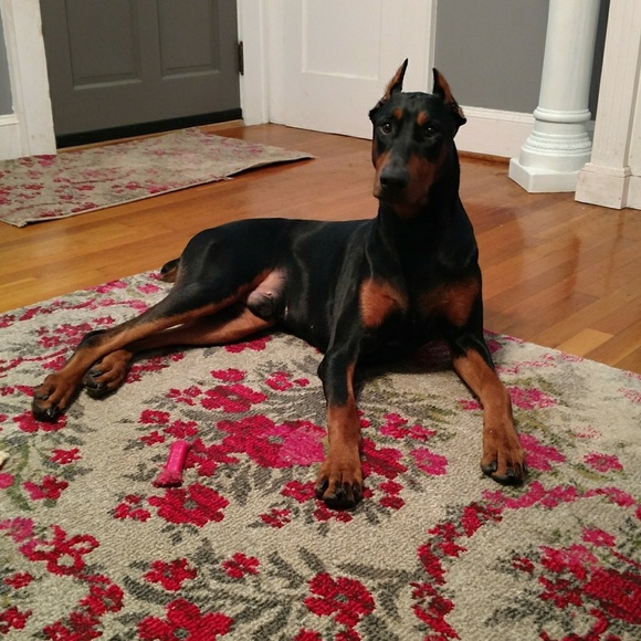 Meet your Posher, Jennifer - Picture 3 of 5