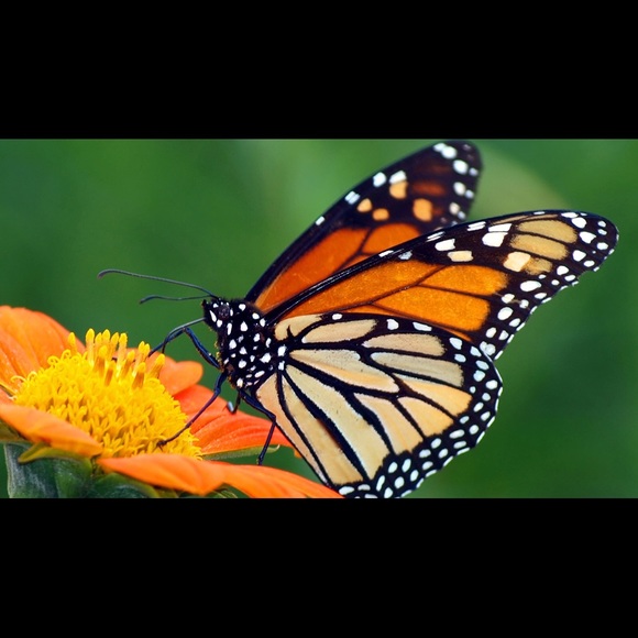 Meet your Posher, Rosa - Picture 1 of 1