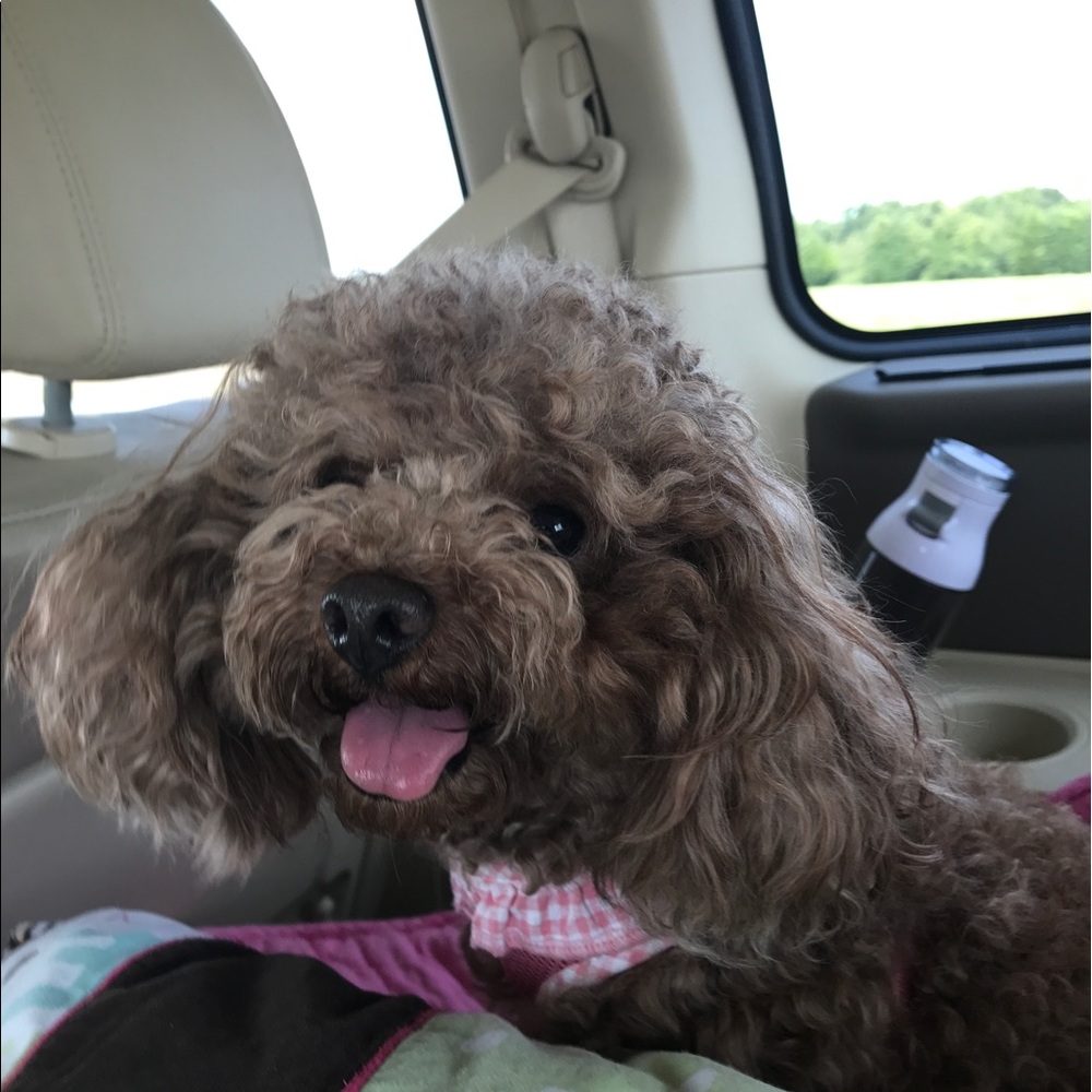 Meet your Posher, Annie