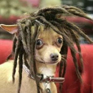 Meet your Posher, Bashir