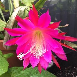 Meet your Posher, Ming