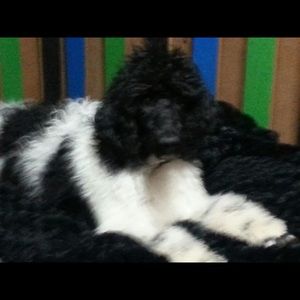 Meet your Posher, Calvin