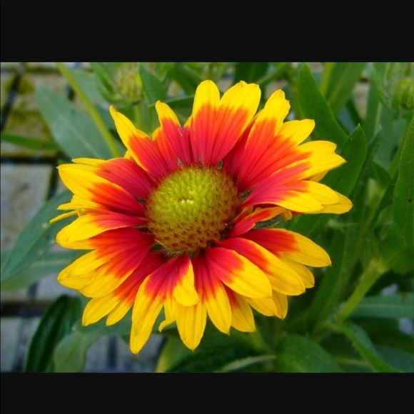 Meet your Posher, Lisa - Picture 1 of 1