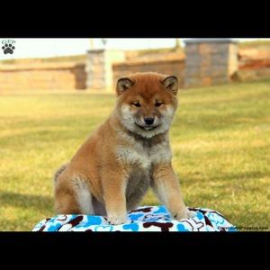 Meet your Posher, Philip