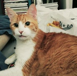 Meet your Posher, Alice