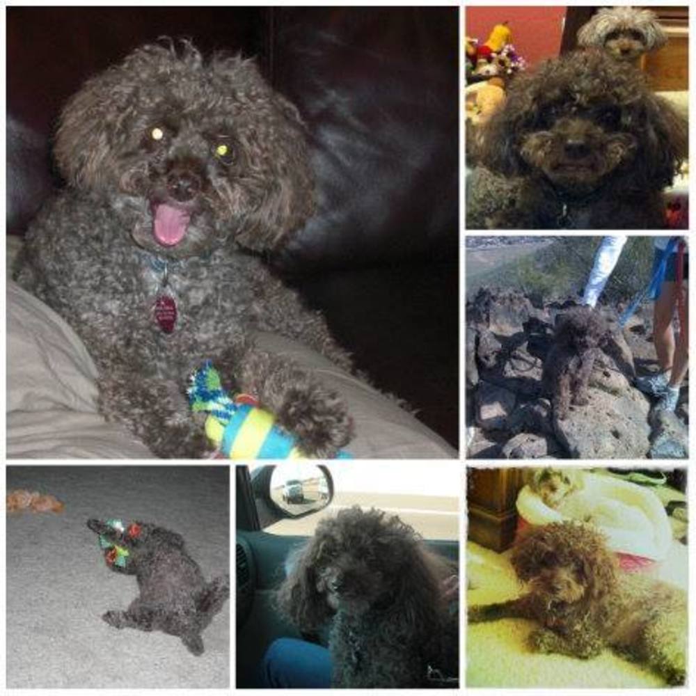 Meet your Posher, Misty