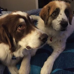 Meet your Posher, Veronica