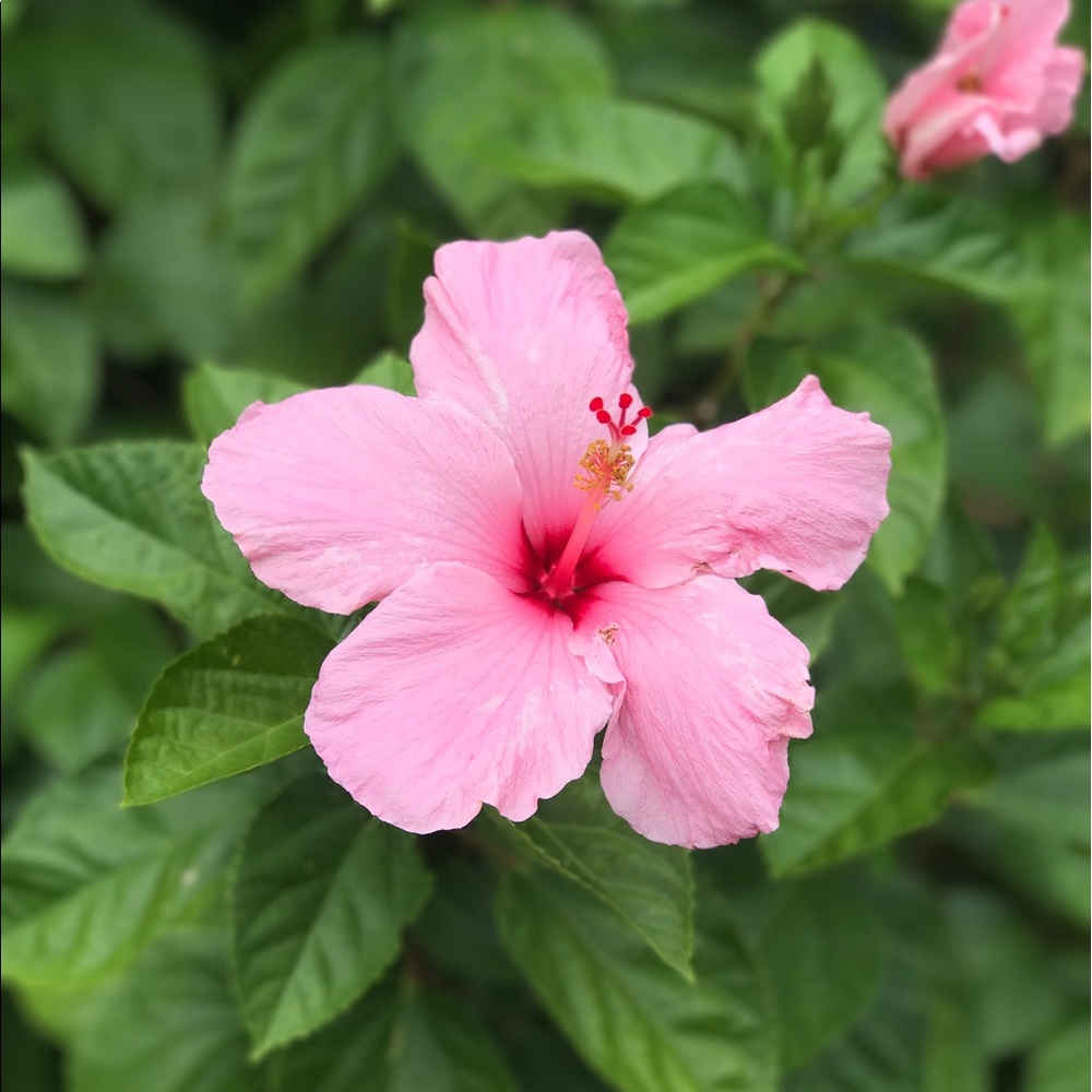 Meet your Posher, Josie