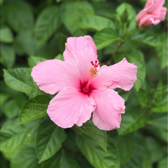 Meet your Posher, Josie - Picture 1 of 1