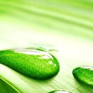 Meet your Posher, Shogufa