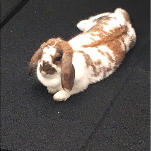 Meet your Posher, Sophia