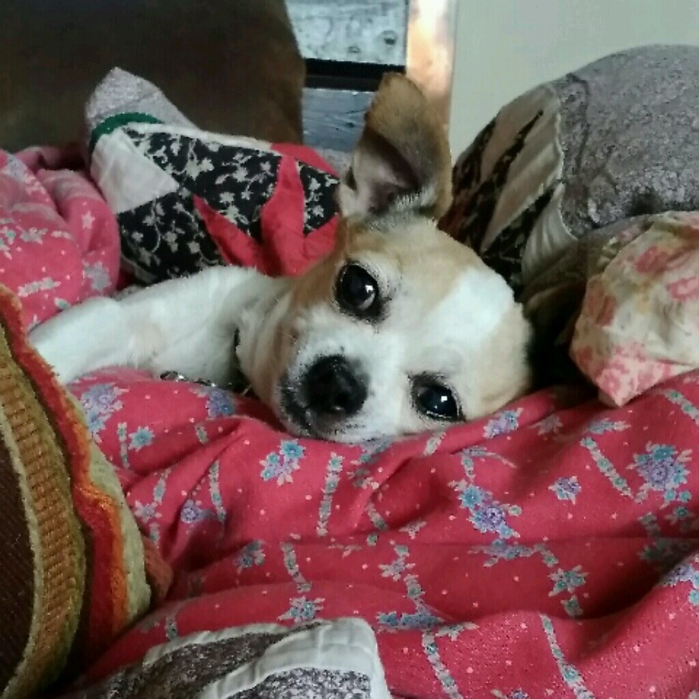 Meet your Posher, Christy