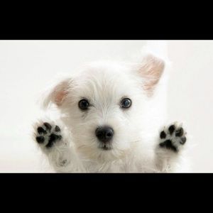 Meet your Posher, Arlene