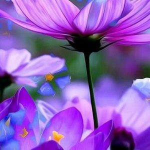 Meet your Posher, Rosalynn