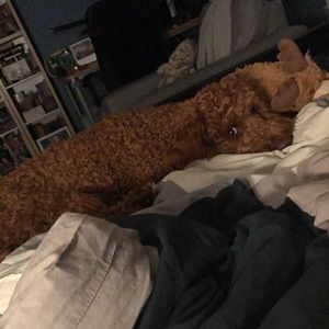 Meet your Posher, Dane