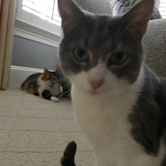 Meet your Posher! - Picture 4 of 4