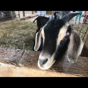 Meet your Posher, Ivan