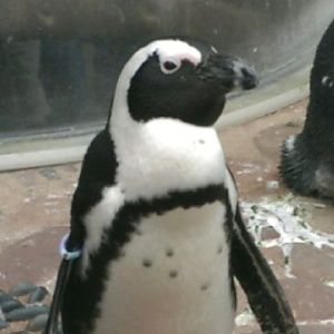 Meet your Posher, Elbio