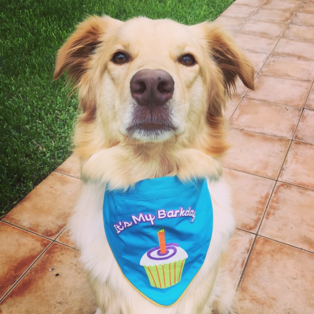 All funds will be going towards my dog's surgery - Picture 5 of 6