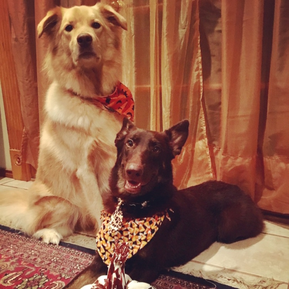 All funds will be going towards my dog's surgery - Picture 1 of 6