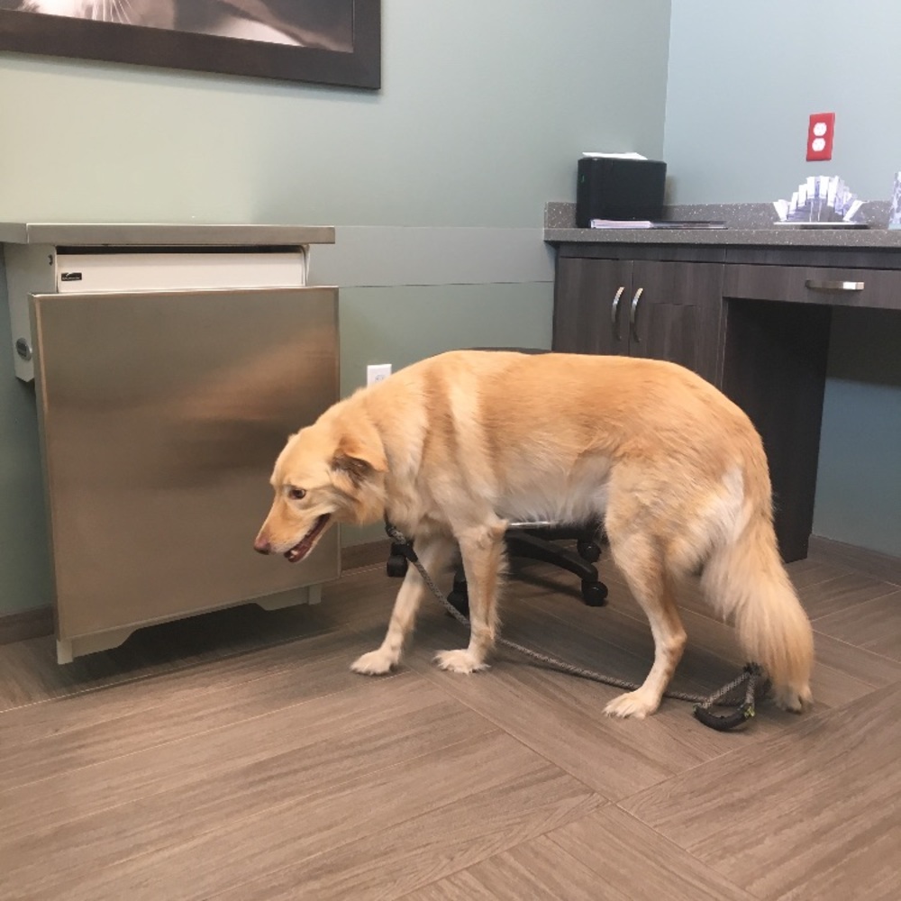 All funds will be going towards my dog's surgery - Picture 4 of 6