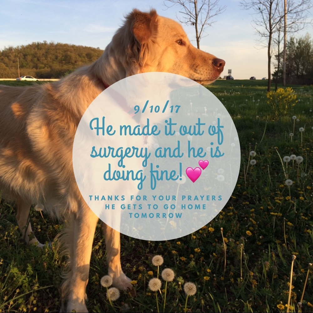 All funds will be going towards my dog's surgery - Picture 3 of 6