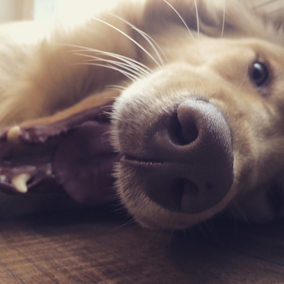 All funds will be going towards my dog's surgery - Picture 6 of 6