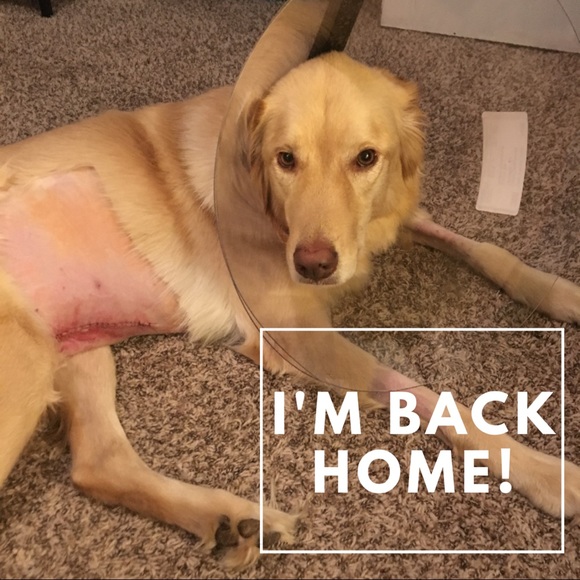 All funds will be going towards my dog's surgery - Picture 2 of 6