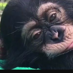 Meet your Posher, Angie