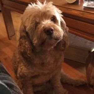 Meet your Posher, Leah