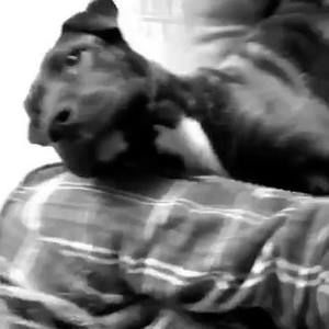 Meet your Posher, Bailey