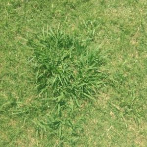 Meet your Posher, Dalton