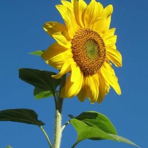 Meet your Posher, Muggie