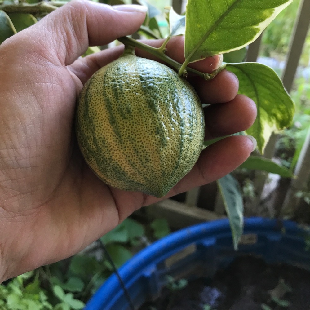 Meet your Posher, Hien