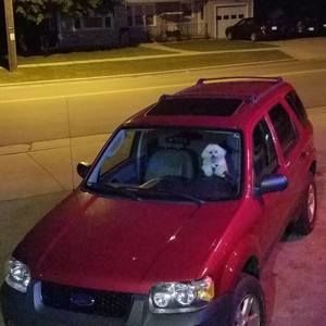 Meet your Posher, Josh