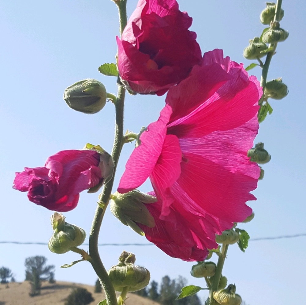 Meet your Posher, Charytin