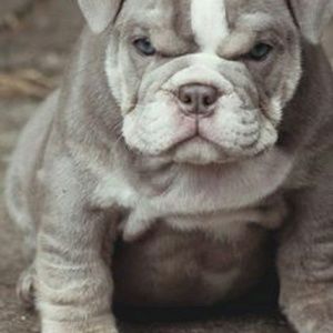 Meet your Posher, Shabazz