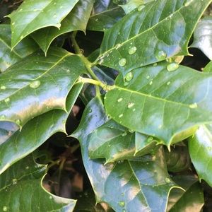 Meet your Posher, Dakota