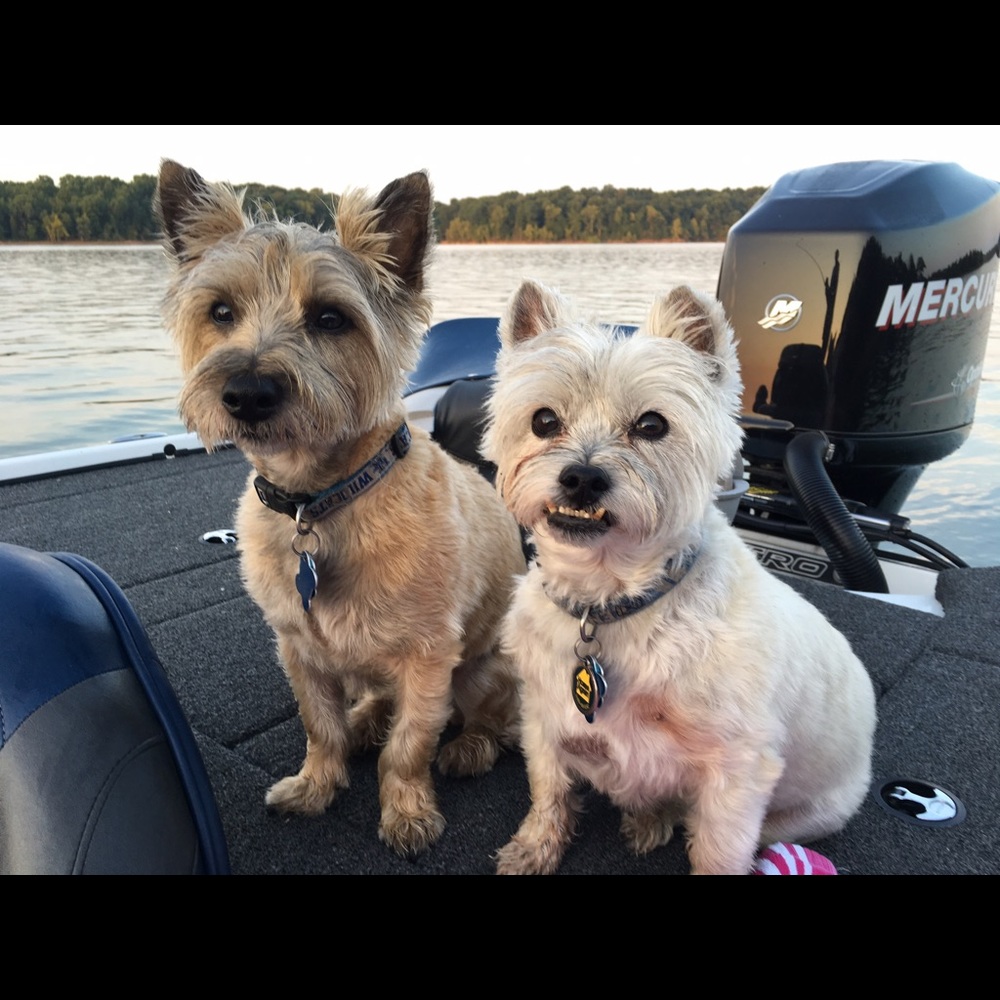 Meet your Posher, Leesa