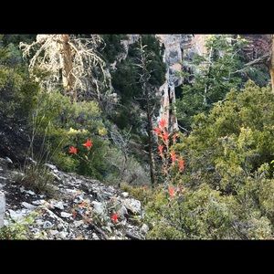 Meet your Posher, Phoebe