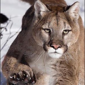 Meet your Posher, Roni